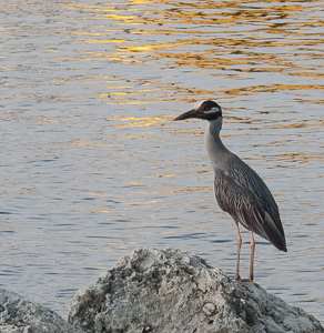 Night Hereon on the New River, Fort Lauderdale
